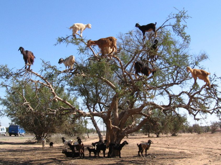 goats-in-tree
