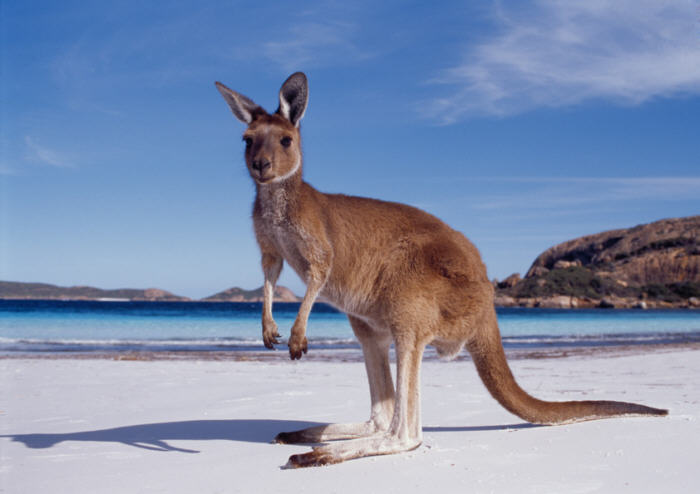kangaroo-beach