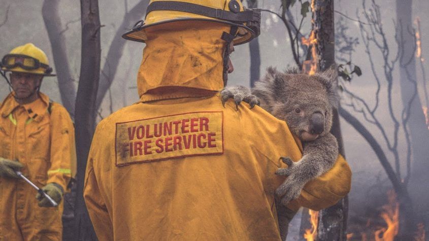 A volunteer firefighter carries an injured koala from a bushfire. One third of New South Wales' koala is believed to have died in the fires. Image: NRMA 