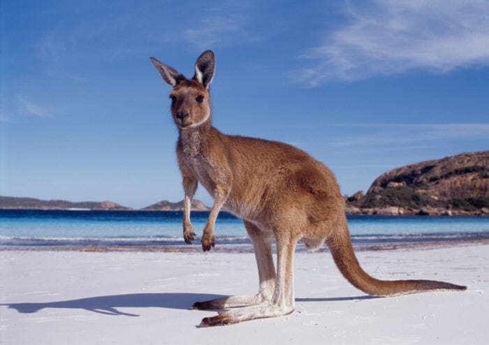 EDITOR’S PICK:  3 Aussie watches to celebrate Australia Day
