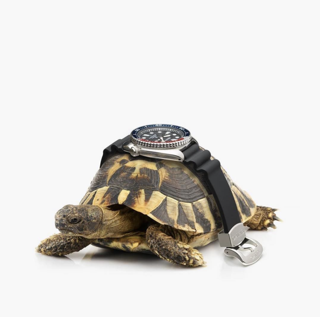 King Turtle] Is this watch the most commonly owned seiko after the skx? :  r/Seiko