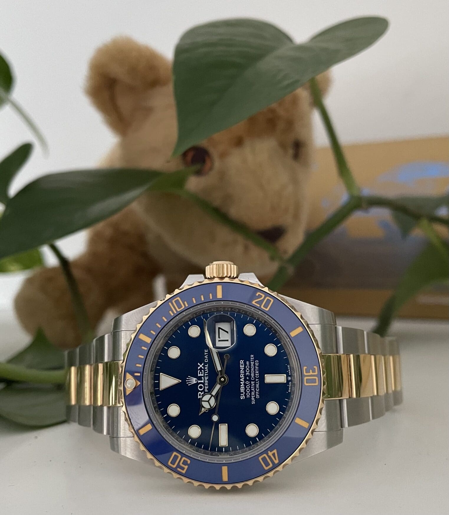 Rolex Submariner 126613LB with a teddy and a Pothos plant in the background.