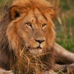 Study reveals 8% of men believe they could beat a lion in a fistfight. Here are the watches they wear
