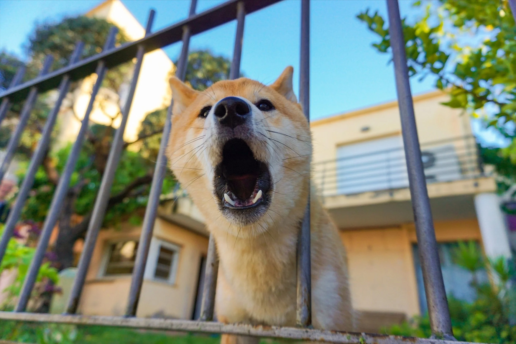 Dog Home Security