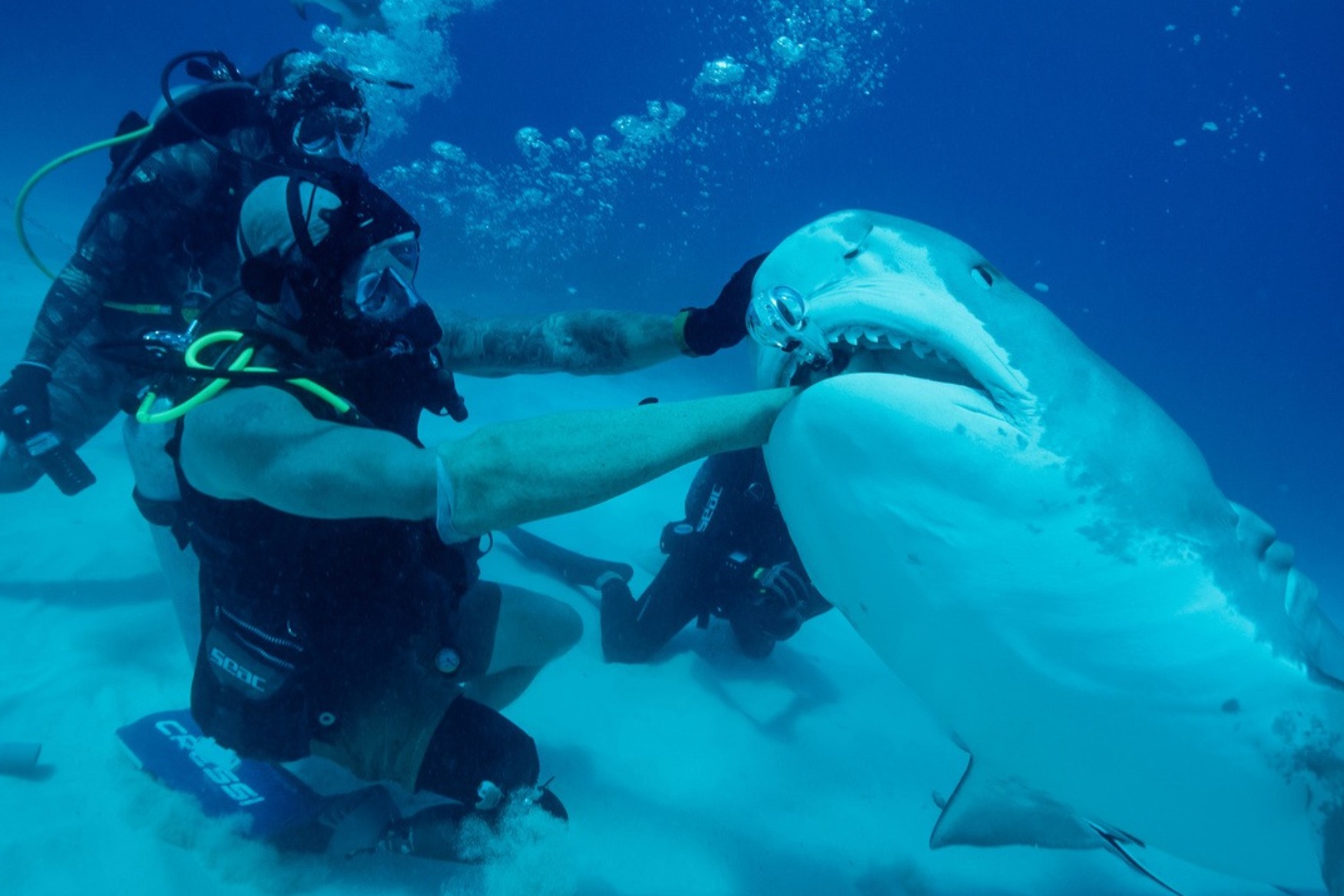 paul de gelder shark bite