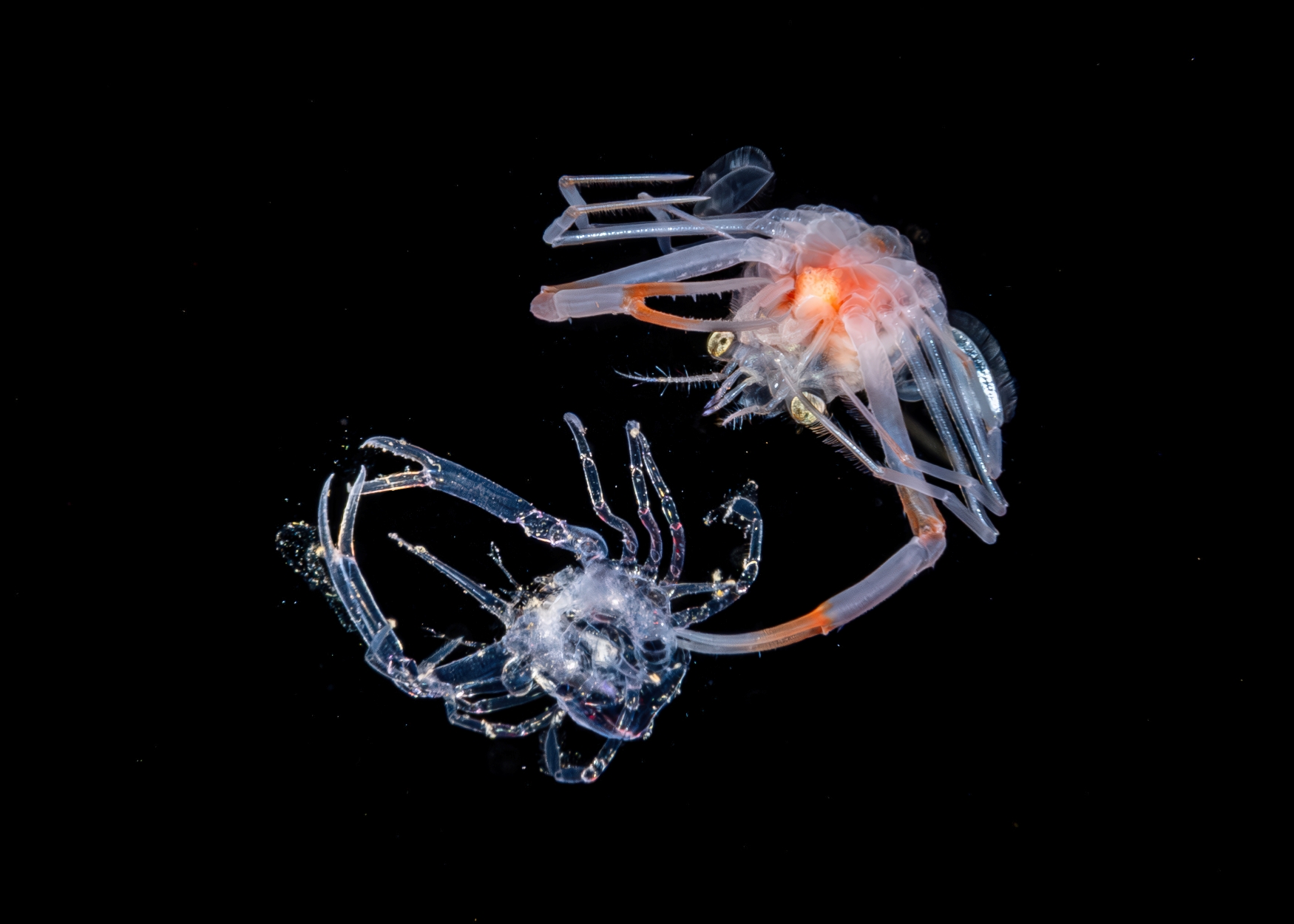 © Jialing Cai Female Fifty Fathoms Award (3)