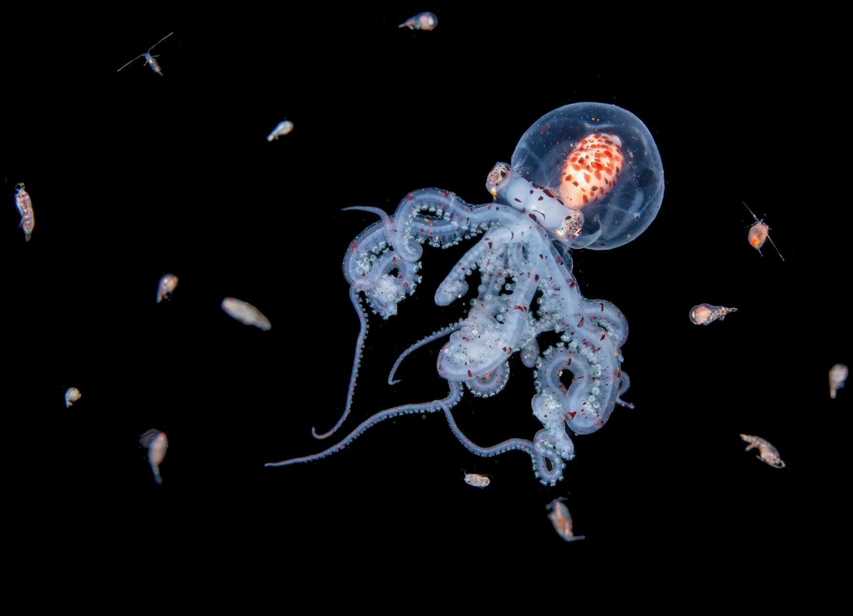 © Jialing Cai Female Fifty Fathoms Award (6)